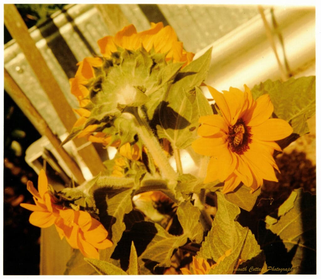 Colour photograph of a bunch of sunflowers in a garden bed. The flowers are all facing in different directions. The one on the right hand side, with the flower facing the camera has a bee in the centre of it.