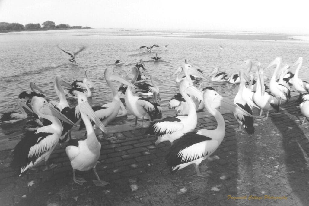 Black and white photograph of a large group of penguins standing on a paved area at the edge of the sea. There are several pelicans in the background taking flight from the water.
