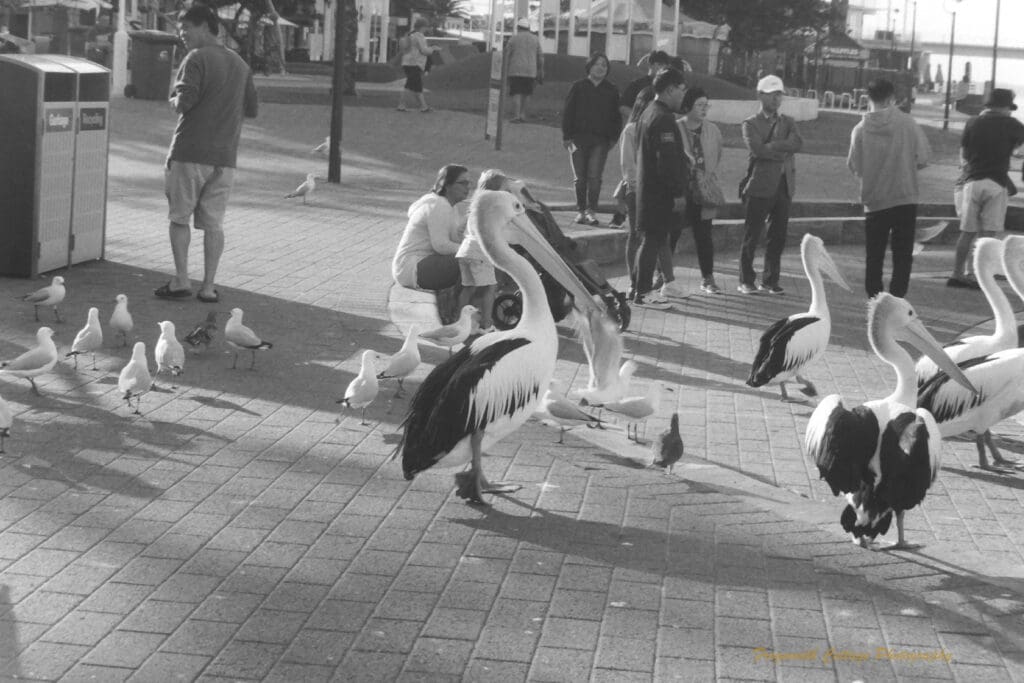 Black and white photograph of pelicans and seagulls walking across a paved area in front of people that are watching them.