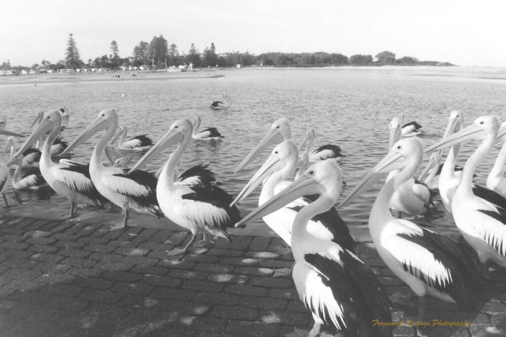 Black and white photograph of a large group of penguins standing on a paved area at the edge of the sea.