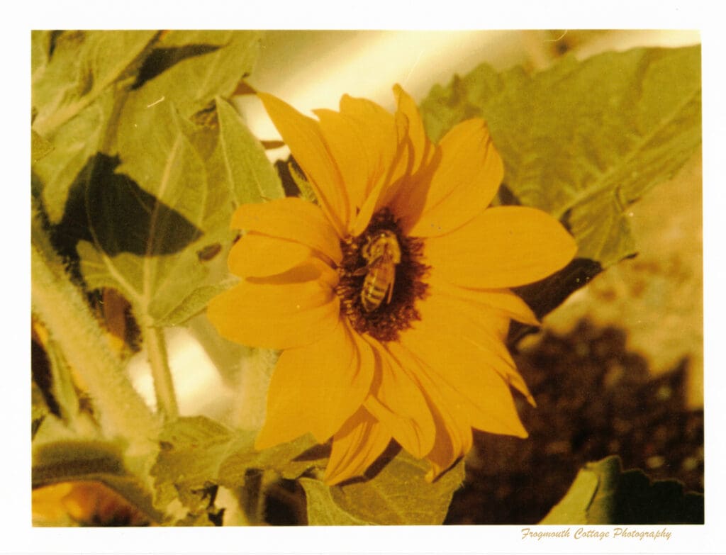 A close-up colour photograph of a sunflower facing the camera with a bee in the centre of it.