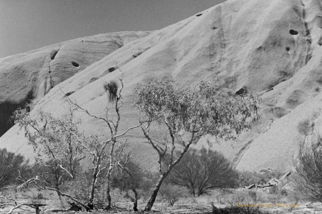 Black and white closeup photo of the side of Uluru with trees and shrubs in front.