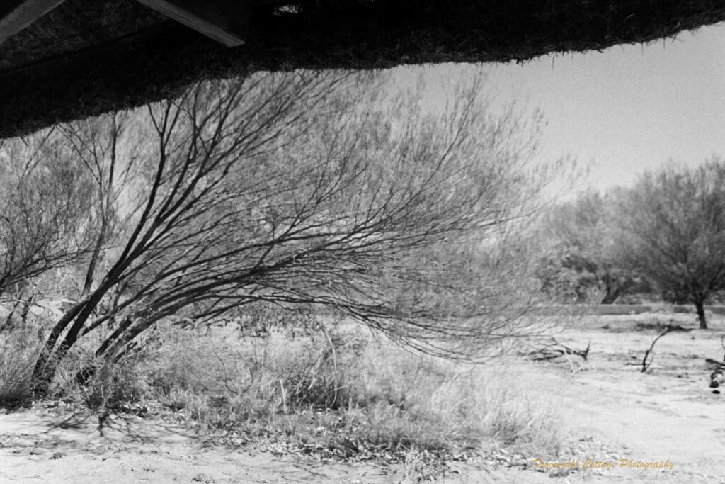 Black and white photo of a tree that has grown sideways and is sweeping to the right. The thatched roof of a shelter is in the top of the image.