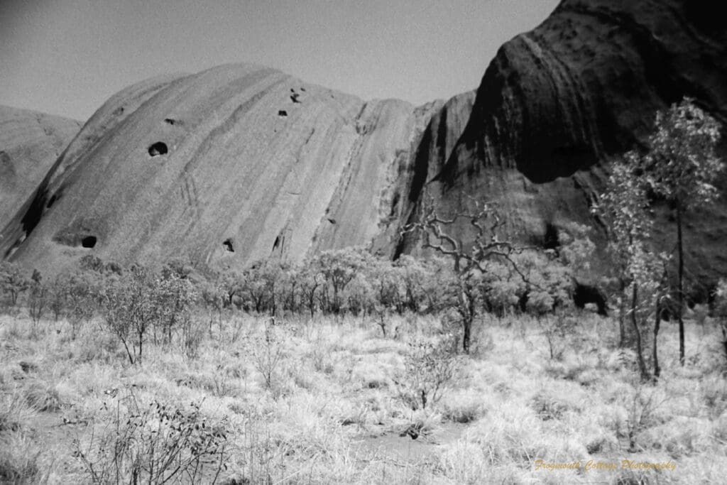 Black and white photo of the side of Uluru with trees and scrub in the foreground