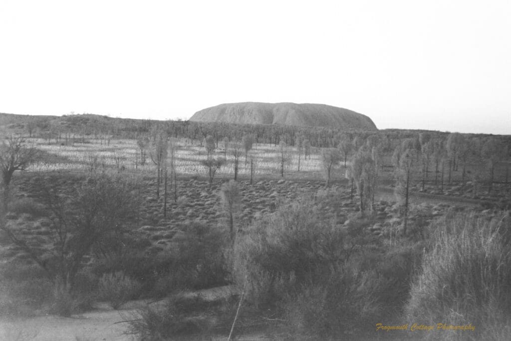 Black and white photograph of a long large rock (Uluru) rising above bushland with thin trees. There is a patch of open space with hundreds of small white lights (Field of Lights) in front of Uluru. The horizon is on an angle sloping down from left to right.