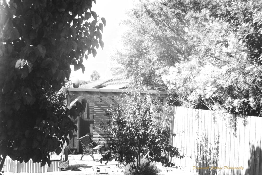 Black and white photograph of of a garden with a wooden bench seat placed under a pergola. There are large leafy trees in front of and to the sides.