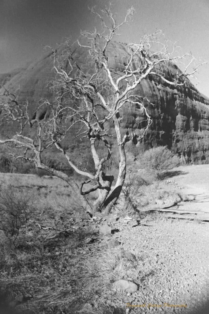Black and white photograph of bare tree with a very large rock formation behind it. A walking curves around the tree towards the rock.